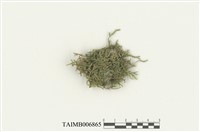 藏品(東亞小錦苔)的圖片